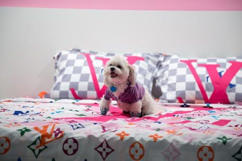 Chewy-Vuitton-Dog-Suite-3