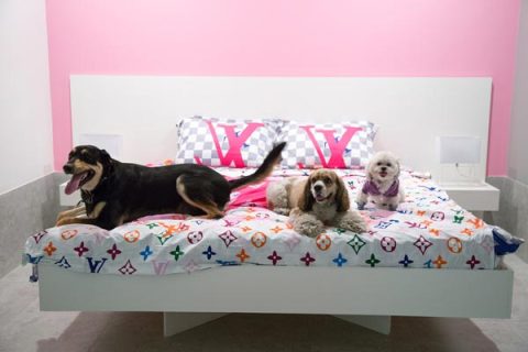 Chewy-Vuitton-Dog-Suite-5